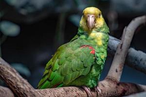 yellow crowned amazon parrot portrait photo