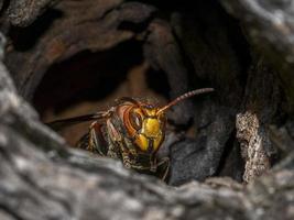 hornet hiding in a tree bark photo