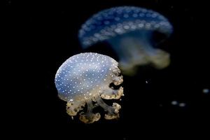 jellyfish isolated on black sea close up detail photo