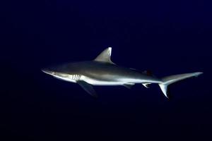 Grey shark ready to attack underwater in the blue photo