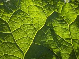 ficus leaf close up macro photo