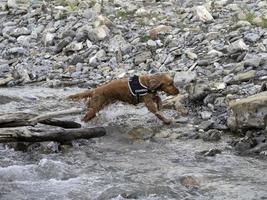 cachorro perro joven cocker spaniel inglés mientras está en el agua foto