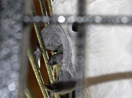 Cacatua bird in a cage photo