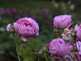 Rare rose flower at cultivation garden species La Reine Victoria Queen photo