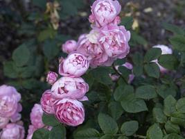 Rare rose flower at cultivation garden species Raubritter photo