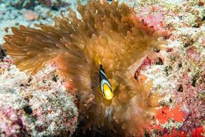 Clown fish inside red anemone in Maldives photo