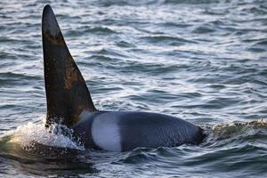 orca killer whale male fin in mediterranean sea photo