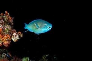 parrot fish portrait while diving in indiam ocean of maldives photo