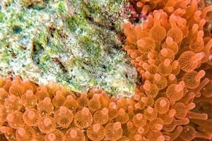 pink and orange anemone tentacles detail photo