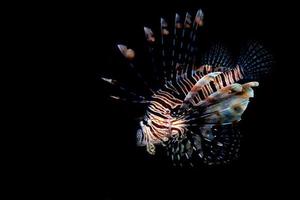 retrato de pez león escorpión mientras bucea indonesia foto