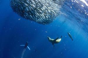 Striped marlin and sea lion hunting in sardine bait ball in pacific ocean photo