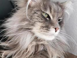 maine coon cat looking at you photo