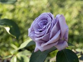 Rare rose flower at cultivation garden species Mamy Blue photo