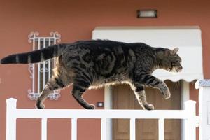 retrato de gato de cerca mirándote desde la valla foto