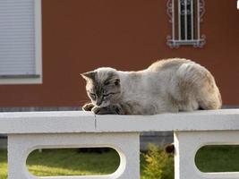 retrato de gato de cerca mirándote desde la valla foto
