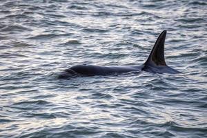 orca killer whale in mediterranean sea at sunset coming from Iceland photo