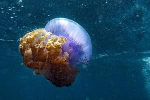 cotylorhiza giant jellyfish photo