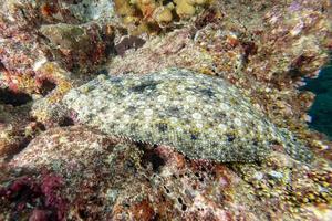 Flat fish underwater in maldives photo