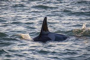 orca killer whale in mediterranean sea at sunset coming from Iceland photo