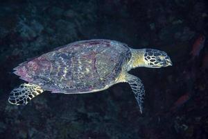 Green turtle underwater while diving maldives photo