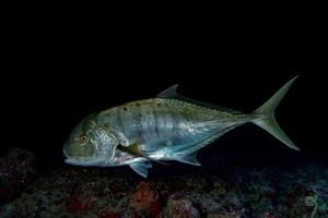 Giant trevally tuna caranx fish isolated on black photo