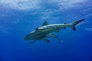 Grey shark ready to attack underwater photo