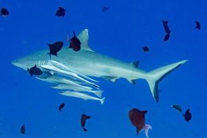 Grey shark ready to attack underwater photo