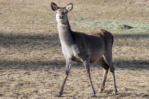 female red Deer portrait looking at you photo