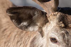 male red Deer portrait looking at you photo