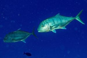 red snappers fish underwater portrait close up photo