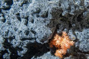 grey Giant sponge in the blue background while divinig Indonesia photo