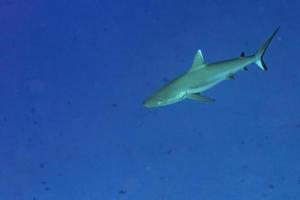 Grey shark ready to attack underwater photo