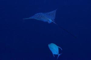 manta raya águila mientras bucea en maldivas foto