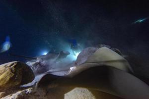 diving in shark and sting ray infested water at night on alimatha maldives site photo