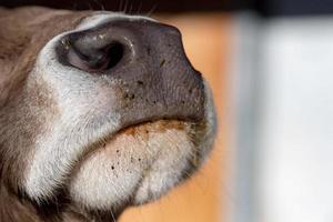 Primer plano de la nariz mojada de la vaca foto