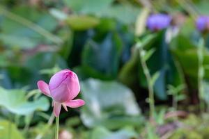 Water Flowers at Water Gardens of Vaipahi, Tahiti, French Polynesia photo