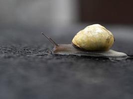 caracol en gotas de lluvia foto