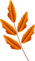 Yellow autumn leaf. png