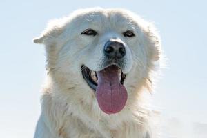 white wolf dog while looking at you photo