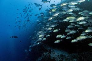 Giant trevally tuna caranx fish isolated on blue diving maldives photo