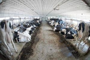 black and white cows inside stable view photo