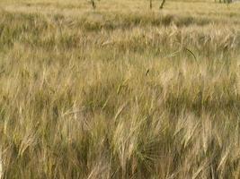ukraine wheat field ready to harvest photo