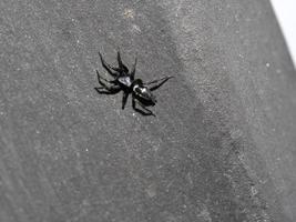 Gnaphosidae callilepis spider macro close up photo