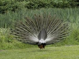 Eggenberg Castle Graz Austria Peacock open wheel photo