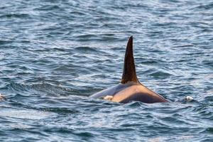 orca killer whale in mediterranean sea at sunset coming from Iceland photo