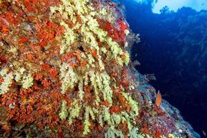 panorama del paisaje submarino de la pared de coral blando alcionario foto
