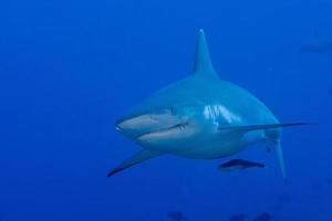 Grey shark ready to attack underwater in the blue photo