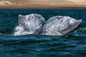 grey whale tail going down in ocean at sunset photo