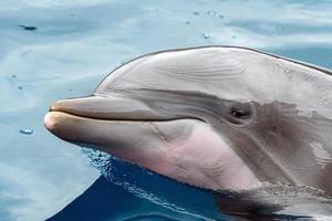 detalle de retrato de cerca de delfín mientras te mira foto