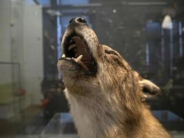 stuffed wolf on display while howling photo